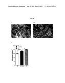 Magnesium Compositions and Uses Thereof for Metabolic Disorders diagram and image