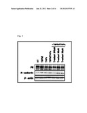 PROPHYLACTIC AND/OR THERAPEUTIC AGENT FOR DYSMENORRHEA diagram and image