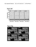 High-Speed, High-Resolution Electrophysiology In-Vivo Using Conformal     Electronics diagram and image