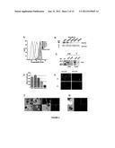 METHODS USING AXL AS A BIOMARKER OF EPITHELIAL-TO-MESENCHYMAL TRANSITION diagram and image