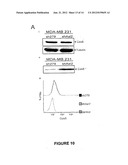 METHODS USING AXL AS A BIOMARKER OF EPITHELIAL-TO-MESENCHYMAL TRANSITION diagram and image