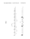 APPARATUS AND METHOD FOR ALLOCATING SYNCHRONOUS TIME SLOT FOR LOW-POWER     WIRELESS PERSONAL AREA NETWORK diagram and image