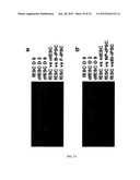 DIFFERENTIALLY METHYLATED REGIONS OF REPROGRAMMED INDUCED PLURIPOTENT STEM     CELLS, METHOD AND COMPOSITIONS THEREOF diagram and image