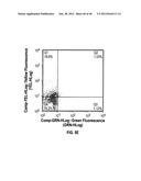 ULTRASONIC CAVITATION DERIVED STROMAL OR MESENCHYMAL VASCULAR EXTRACTS AND     CELLS DERIVED THEREFROM OBTAINED FROM ADIPOSE TISSUE AND USE THEREOF diagram and image