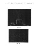 STEM CELL BEACON diagram and image