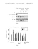 METHOD FOR ANTI-OXIDATION, INHIBITING ACTIVITY AND/OR EXPRESSION OF MATRIX     METALLOPROTEINASE, AND/OR INHIBITING PHOSPORYLATION OF MITOGEN-ACTIVATED     PROTEIN KINASE USING FLEMINGIA MACROPHYLLA EXTRACT diagram and image