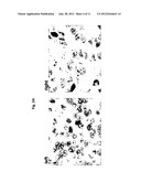 SET OF OLIGONUCLEOTIDE PROBES AS WELL AS METHODS AND USES THERETO diagram and image