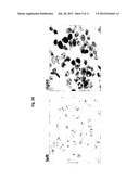 SET OF OLIGONUCLEOTIDE PROBES AS WELL AS METHODS AND USES THERETO diagram and image