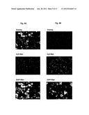 SET OF OLIGONUCLEOTIDE PROBES AS WELL AS METHODS AND USES THERETO diagram and image