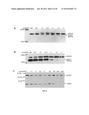 Method of detecting botulinum neurotoxin and antibodies that neutralize     botulinum neurotoxin action diagram and image