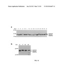 Method of detecting botulinum neurotoxin and antibodies that neutralize     botulinum neurotoxin action diagram and image