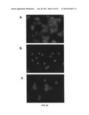 Method of detecting botulinum neurotoxin and antibodies that neutralize     botulinum neurotoxin action diagram and image