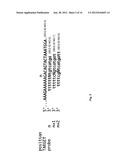 METHODS OF ENZYMATIC DISCRIMINATION ENHANCEMENT AND SURFACE-BOUND     DOUBLE-STRANDED DNA diagram and image