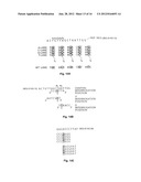 METHODS OF ENZYMATIC DISCRIMINATION ENHANCEMENT AND SURFACE-BOUND     DOUBLE-STRANDED DNA diagram and image