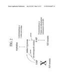 POLYPEPTIDES AND BIOSYNTHETIC PATHWAYS FOR THE PRODUCTION OF STEREOISOMERS     OF MONATIN AND THEIR PERCURSORS diagram and image