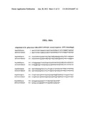 POLYPEPTIDES AND BIOSYNTHETIC PATHWAYS FOR THE PRODUCTION OF STEREOISOMERS     OF MONATIN AND THEIR PERCURSORS diagram and image