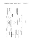 BIOLOGICAL SYNTHESIS OF DIFUNCTIONAL ALKANES FROM CARBOHYDRATE FEEDSTOCKS diagram and image