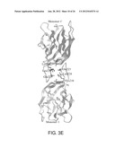 THREE-DIMENSIONAL STRUCTURES OF TALL-1 AND ITS COGNATE RECEPTORS AND     MODIFIED PROTEINS AND METHODS RELATED THERETO diagram and image