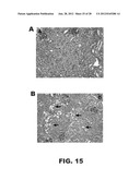 METHOD FOR IMPROVING BLOOD FLOW USING STILBENOID DERIVATIVES diagram and image