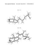 DIASTEREOMERS OF 2-METHYLENE-19-NOR-22-METHYL-1ALPHA,25-DIHYDROXYVITAMIN     D3 diagram and image