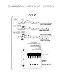 ANTISENSE OLIGONUCLEOTIDES THAT TARGET A CRYPTIC SPLICE SITE IN USH1C AS A     THERAPEUTIC FOR USHER SYNDROME diagram and image