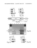 SNORNAI-SMALL NUCLEOLAR RNA DEGRADATION BY RNA INTERFERENCE IN     TRYPANOSOMATIDS diagram and image