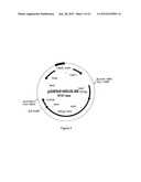 SUCCINIC ACID PRODUCTION IN A EUKARYOTIC CELL diagram and image