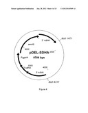 SUCCINIC ACID PRODUCTION IN A EUKARYOTIC CELL diagram and image