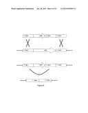 SUCCINIC ACID PRODUCTION IN A EUKARYOTIC CELL diagram and image