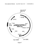 SUCCINIC ACID PRODUCTION IN A EUKARYOTIC CELL diagram and image