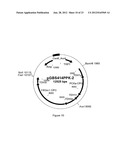 SUCCINIC ACID PRODUCTION IN A EUKARYOTIC CELL diagram and image