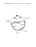 SUCCINIC ACID PRODUCTION IN A EUKARYOTIC CELL diagram and image