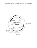 SUCCINIC ACID PRODUCTION IN A EUKARYOTIC CELL diagram and image