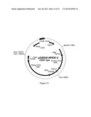 SUCCINIC ACID PRODUCTION IN A EUKARYOTIC CELL diagram and image