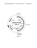 SUCCINIC ACID PRODUCTION IN A EUKARYOTIC CELL diagram and image