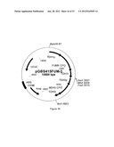 SUCCINIC ACID PRODUCTION IN A EUKARYOTIC CELL diagram and image