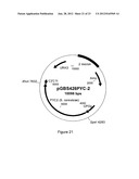 SUCCINIC ACID PRODUCTION IN A EUKARYOTIC CELL diagram and image