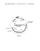 SUCCINIC ACID PRODUCTION IN A EUKARYOTIC CELL diagram and image