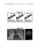 WATERPROOF STRETCHABLE OPTOELECTRONICS diagram and image