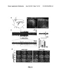 OPTOGENETIC MAGNETIC RESONANCE IMAGING diagram and image