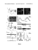 OPTOGENETIC MAGNETIC RESONANCE IMAGING diagram and image