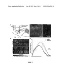 OPTOGENETIC MAGNETIC RESONANCE IMAGING diagram and image