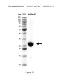 IMMUNO-CONJUGATES AND METHODS FOR PRODUCING THEM diagram and image