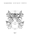 IMMUNO-CONJUGATES AND METHODS FOR PRODUCING THEM diagram and image