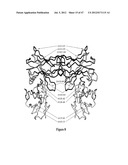 IMMUNO-CONJUGATES AND METHODS FOR PRODUCING THEM diagram and image