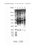 METHODS OF USING sIP-10, CD26 INHIBITORS AND CXCR3 LEVELS IN A SAMPLE TO     ASSESS CLEARANCE OF INFECTION, RESPONSE TO INTERFERON THERAPY, AND     TREATING CHRONIC INFECTIONS diagram and image