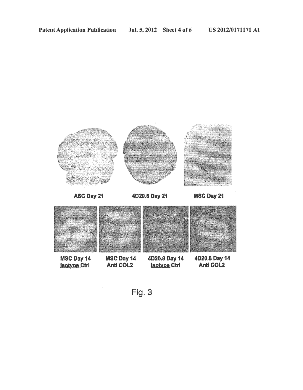 Methods and Compositions for In Vitro and In Vivo Chondrogenesis - diagram, schematic, and image 05