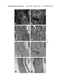 SILK FIBROIN HYDROGELS AND USES THEREOF diagram and image