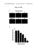 METHODS AND COMPOSITIONS FOR THE TREATMENT AND DIAGNOSIS OF STATIN-INDUCED     MYOPATHY diagram and image