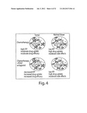 Stabilized Aptamers To Platelet Derived Growth Factor And Their Use As     Oncology Therapeutics diagram and image